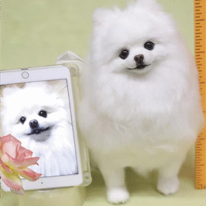 Practical Custom Products for Pet