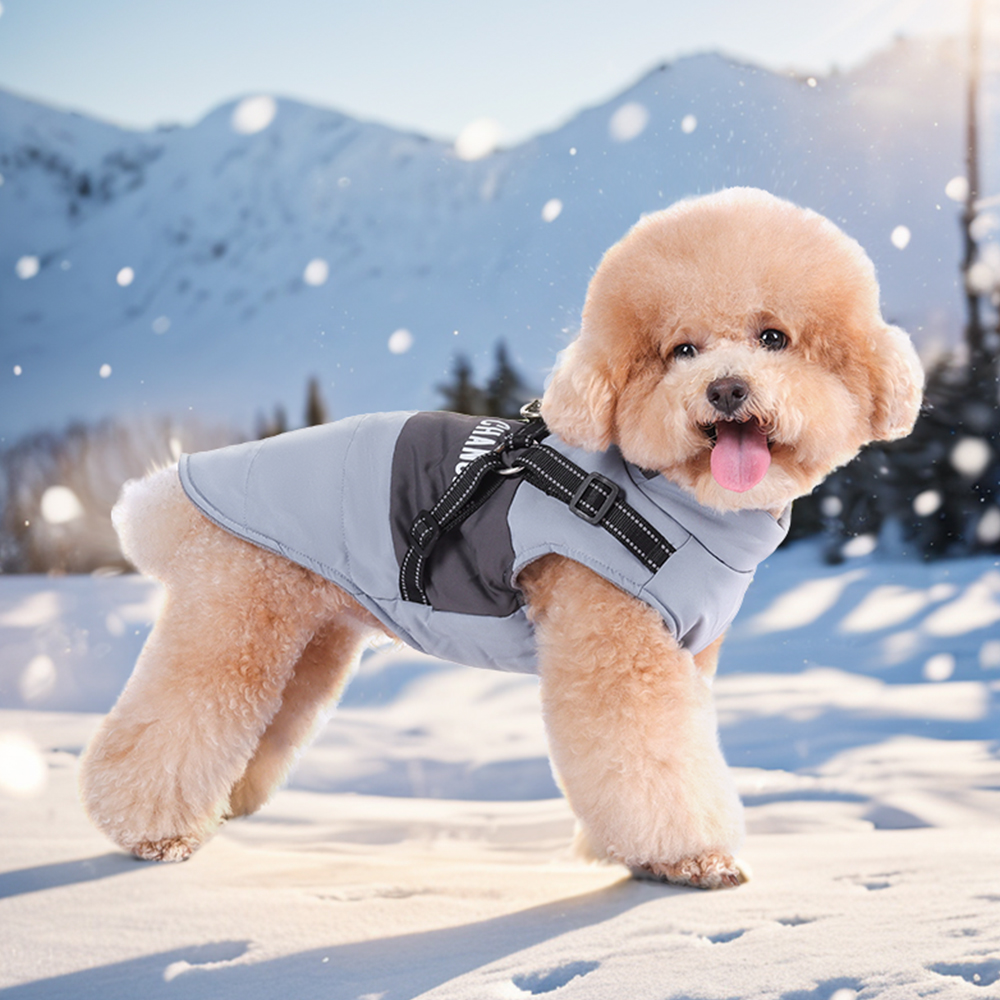 主图-英文-1000-2